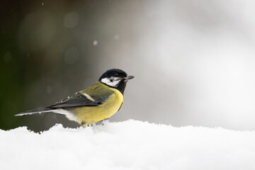 Obraz premium Winter snow scene of a Great Tit (Parus major) standing on snow whilst its snowing - Yorkshire, UK in January