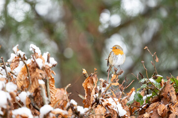 Robin (erithacus rubecula) standing atop a snowy, frosty, copper beech hedge - Yorkshire, UK in January