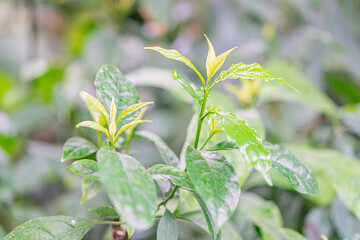 Close-up image of a glossy, undamaged plant in a natural setting with other greenery and soil
