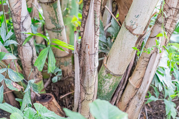 Close-up image of active bamboo plant in natural setting, with light brown stems displaying growth rings or defense patterns, and green leaves sprouting