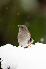 Snowy Dunnock portrait (Prunella modularis) in gently falling snow - Yorkshire, UK in January