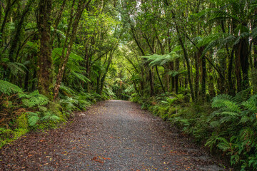 Hiking through the forest on the way to the Franz Josef Glacier lookout