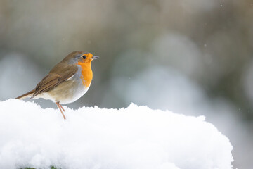 Adult Robin (erithacus rubecula) on freshly fallen snow with a wintry, white background - Yorkshire, UK in January