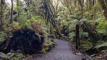 Hiking through the forest on the way to the Franz Josef Glacier lookout