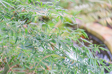 Image shows lush greenery with layered bamboo leaves, creating a green tapestry Other plants add...