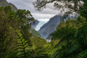 The Native bush walking track at Franz Josef Glacier