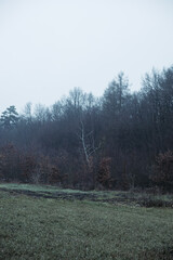 Obraz premium morning in the forest