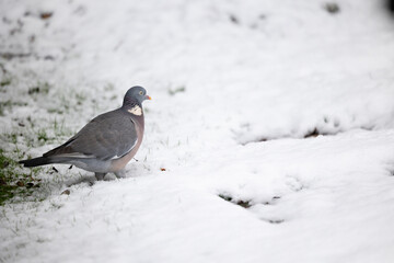 Woodpigeon (Columba palumbus) walking through the snow. British back garden in Winter.
