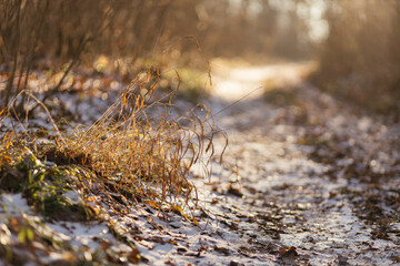 spring in the forerest