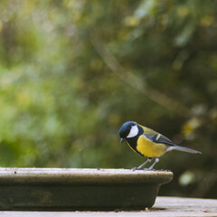 Great tit at feeder with blurred background