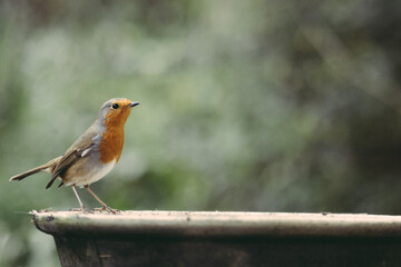 Robin on bird feeder with blurred background