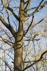 tree in the autumn