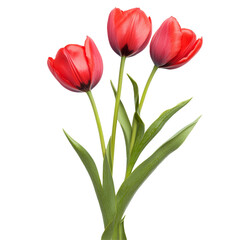 Fototapeta premium Vibrant red tulip flowers with green leaves isolated on a transparent background for a fresh and natural look, Tulip flowers isolated on transparent background cutout