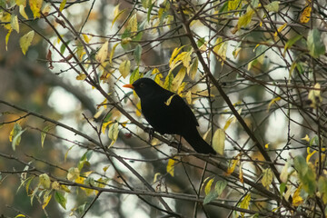 Common blackbird on tree branch