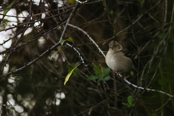 Common chaffinch on tree branch