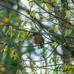 Common chaffinch on tree branch