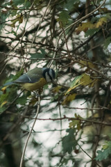 Blue tit on tree branch