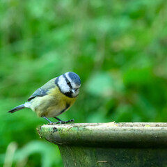 Blue tit at bird feeder with blurred background
