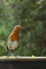 Robin with blurred background
