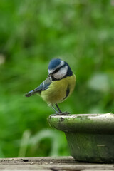 Blue tit at bird feeder with blurred background