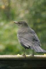 Eurasian blackbird at bird feeder with blurred background