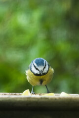 Blue tit at bird feeder with blurred background