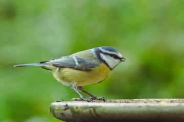 Blue tit with blurred background