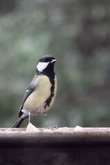 Obraz premium Great tit with blurred background