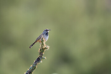 Bird on a Cholla cactus