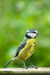 Blue tit with blurred background