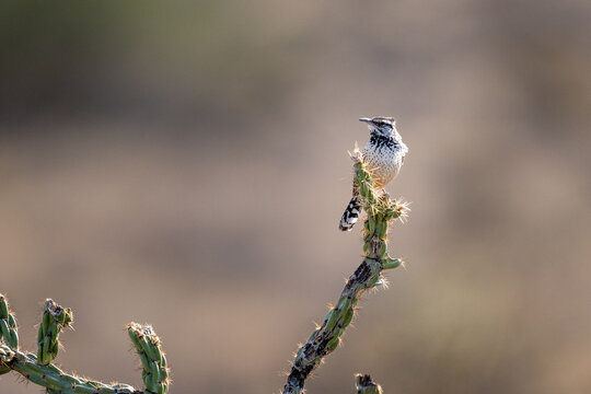 Alert bird looking around on a cacus