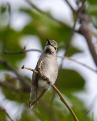 Female hummingbird sitting on a branch