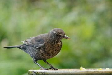 Eurasian blackbird with blurred background