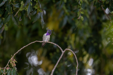 Male hummingbird on a branch