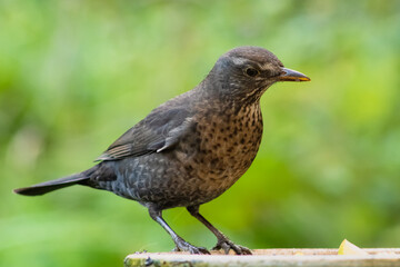 Eurasian blackbird with blurred background