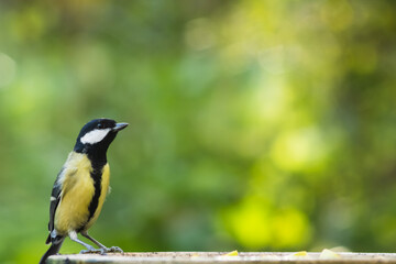 Great tit with bokeh background