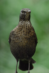 Eurasian blackbird with blurred background