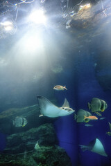 Fototapeta premium マクセルアクアパーク品川 