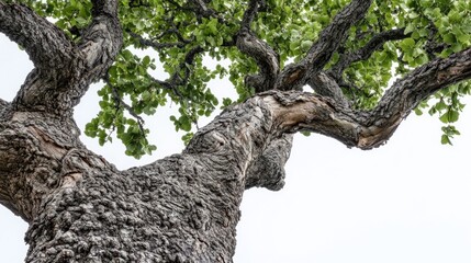 Low angle view of a large tree trunk and branches against a white sky.