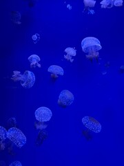 jellyfish in aquarium