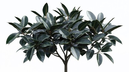 Lush green rubber plant with broad, glossy leaves isolated on white background.