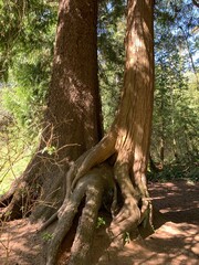 Hugging Trees