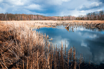A serene view of a wetland with calm waters reflecting the dramatic cloudy sky. Surrounded by dry reeds and bare trees, the scene captures the transition between winter and spring.
