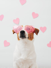 Adorable Jack Russell Terrier dog with pink heart shaped sunglasses is sitting on a white background. Valentine's day greeting card concept. Cute Valentine's day dog