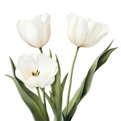 Elegant transparent tulips arranged with green leaves on a soft transparent background showcasing natural beauty and simplicity, Tulip flowers transparent background. Tulip flowers transparent