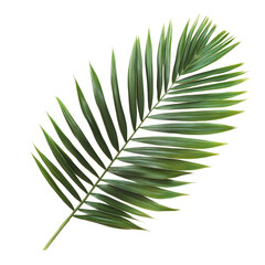 Vibrant tropical palm leaf isolated on a clean transparent background for nature inspired decor and design, tropical palm leaf isolated