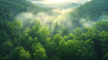 A serene forest landscape bathed in morning light and mist.