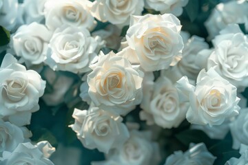 Obraz premium Natural floral background with bouquet of white roses. Professional photo