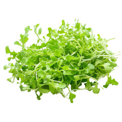 Obraz premium Fresh lettuce with vibrant green leaves on a clean transparent background, perfect for salads and garnishes, Frisee transparent background