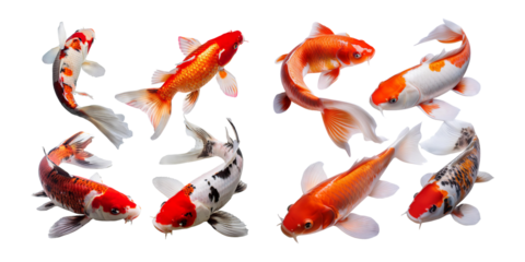 Colorful Koi Fish Collection in Various Poses and Arrangements